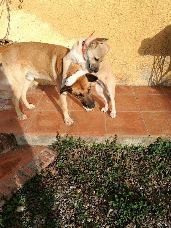 Maset Del Garraf Guest House Olesa de Bonesvalls ภายนอก รูปภาพ